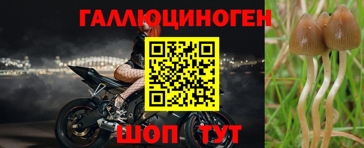 Псилоцибиновые грибы GOLDEN TEACHER Вязники